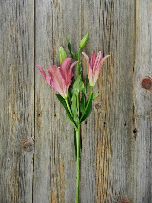 YERSEKE 2-3 BLOOM PINK LA HYBRID LILIES